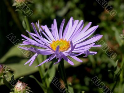 Aster (X frikartii monch)