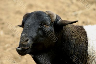 Domestic Male Sheep (Ovis aries)