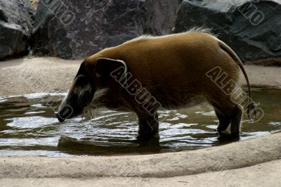 Common Warthog (Phacochoerus africanus)