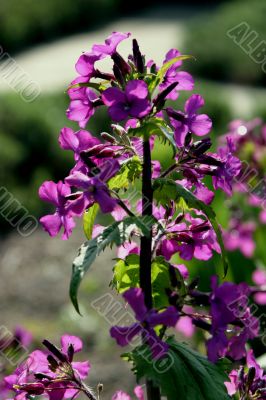 Lunaria (Annua)