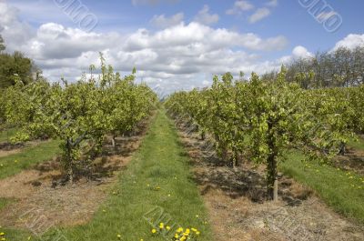 Apple orchard