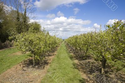 Apple orchard