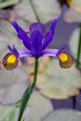 Iris (Reticulata) Iris (Reticulata)
