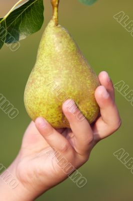 hand of child catching a pear