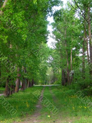 Birches and aspens