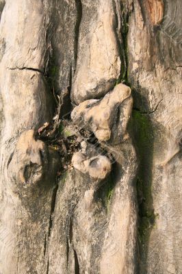 Gnarled tree close-up