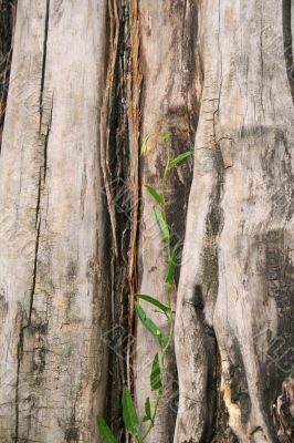 Gnarled tree close-up