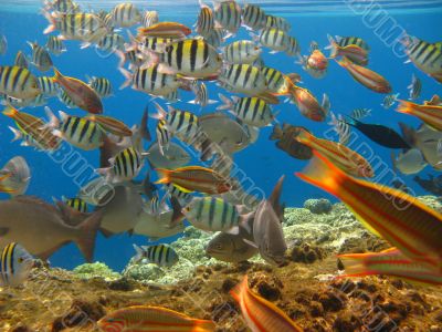 Tropical fishes Tropical fishes