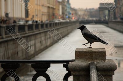 steping crow on a  fence