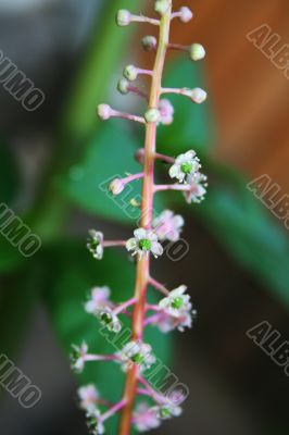 Tiny flowers
