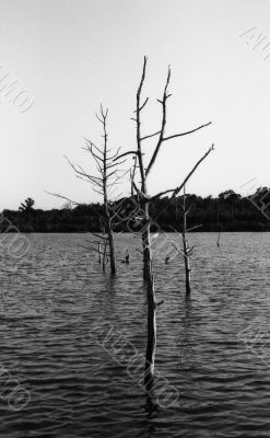 Trees in water