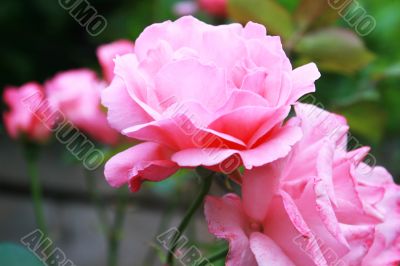 Pink roses