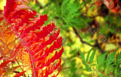 Ferns
