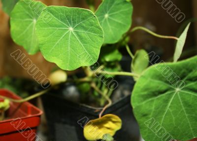 nasturtium