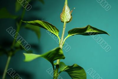 Lilac leaves