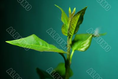 Lilac leaf
