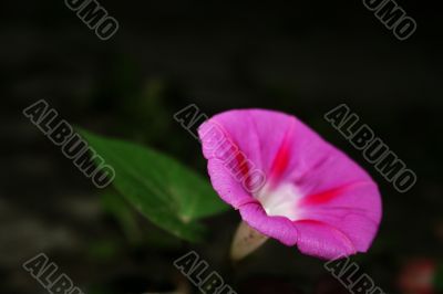 Morning glory pink Morning glory pink