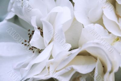 White roses