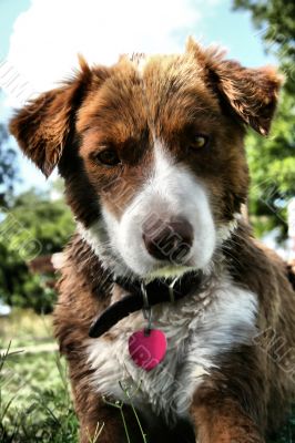 Australian Collie Dog