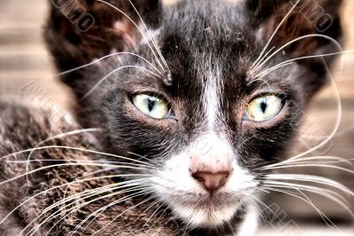 Cat Portrait