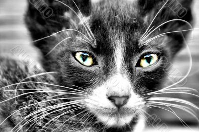 Cat Portrait Cat Portrait