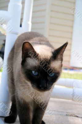 Cat Portrait