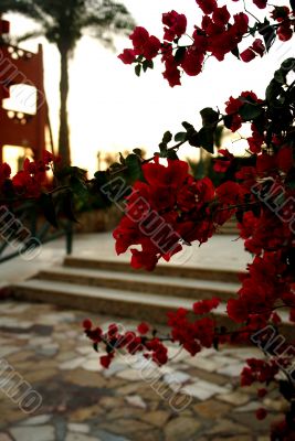 Red flowers on the tree