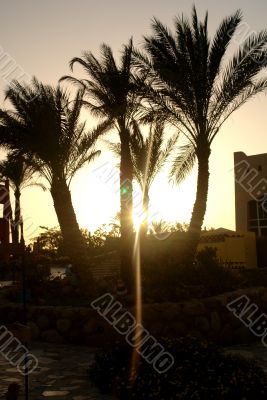 Palms on the background of the shining sky