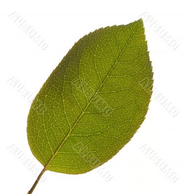 Leaf Macro Isolated