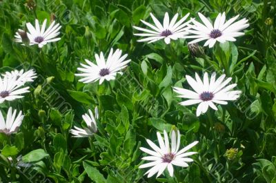 chrysanthemums