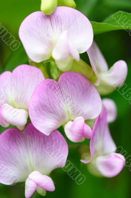everlastingsweet pea
