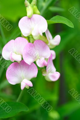 everlastingsweet pea