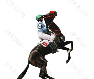 Thoroughbred horse. Thoroughbred horse.