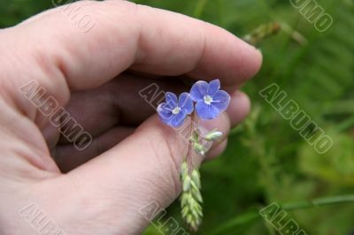 small wild flowers in hand