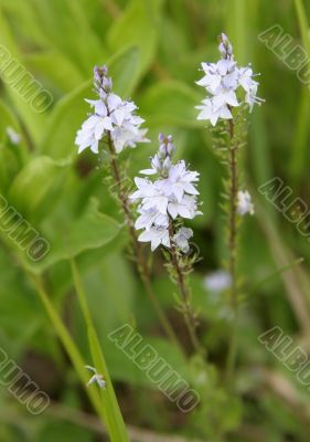 small wild flowers