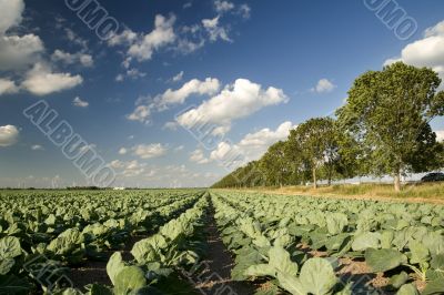 agriculture and windmills