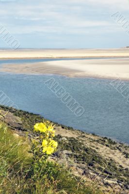 evening primrose