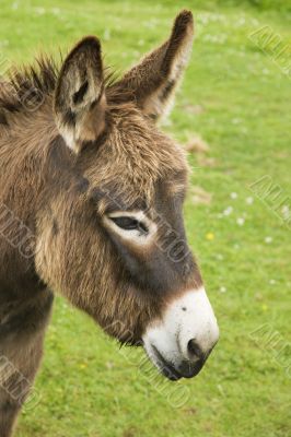 brown donkey