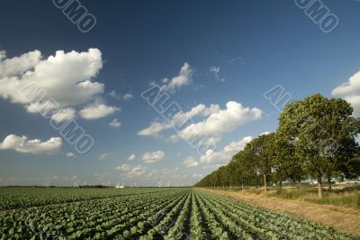 agriculture