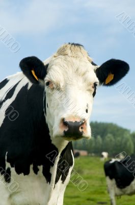 curious cow