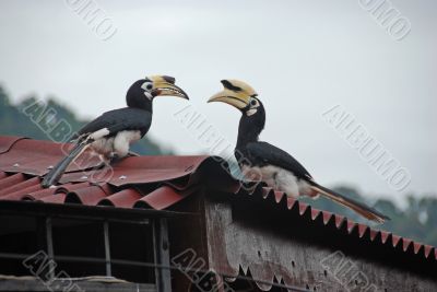 Hornbills A