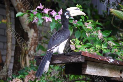 Hornbill B