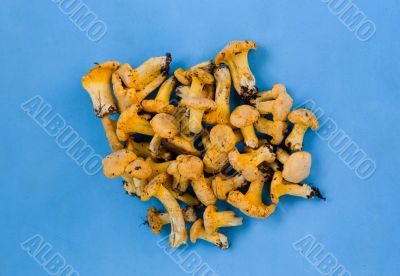chanterelles