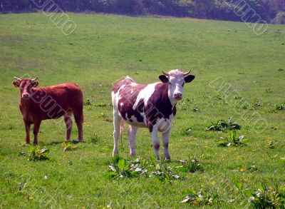 Portrait of cows in countryside