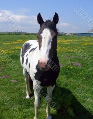 Portrait of Horse in countryside