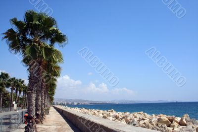 Palm Trees in Cyprus Palm Trees in Cyprus