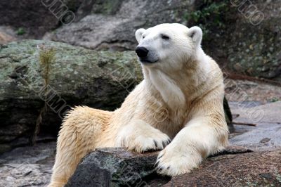 Beautiful Polar Bear