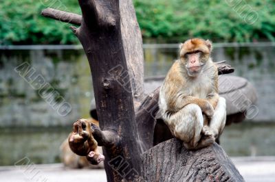 Monkey sat in tree