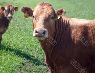 Portrait of brown beef cow