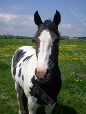 Horse stood in countryside